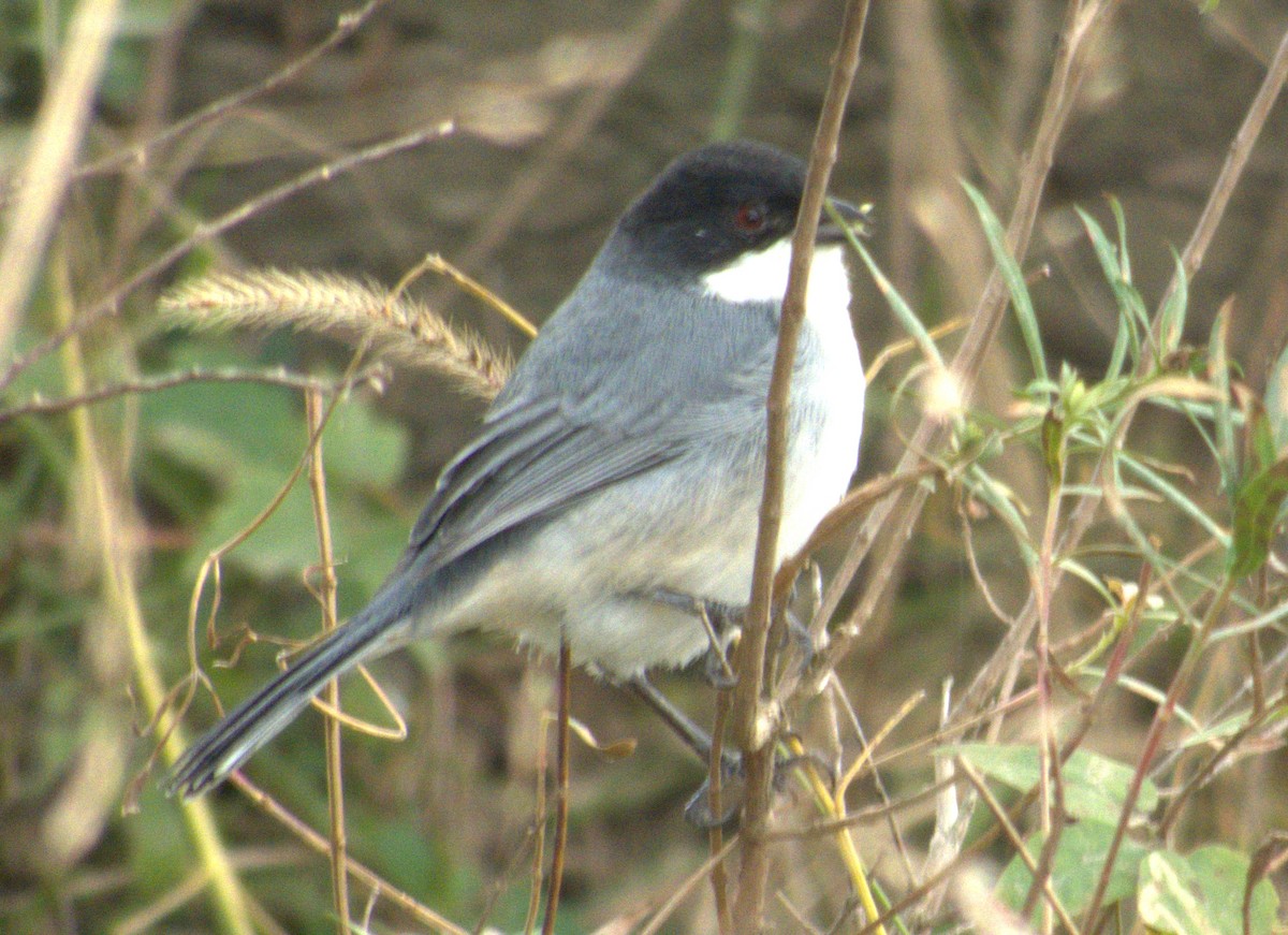Black-capped Warbling Finch - ML619696778