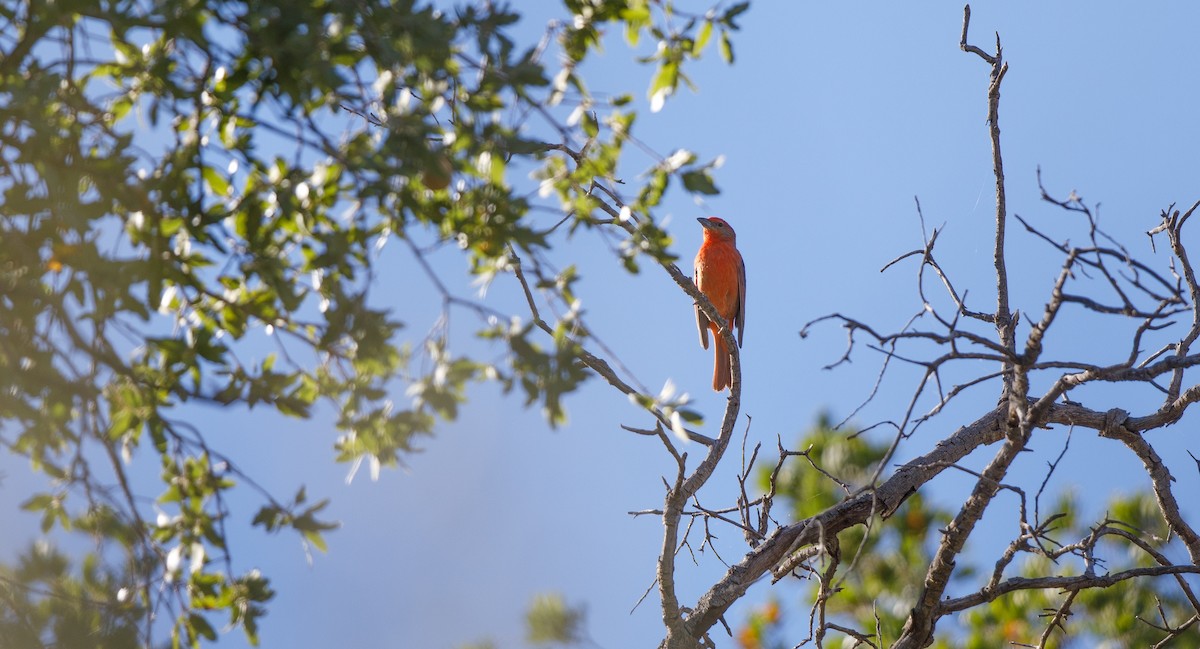 Hepatic Tanager (Northern) - ML619696784