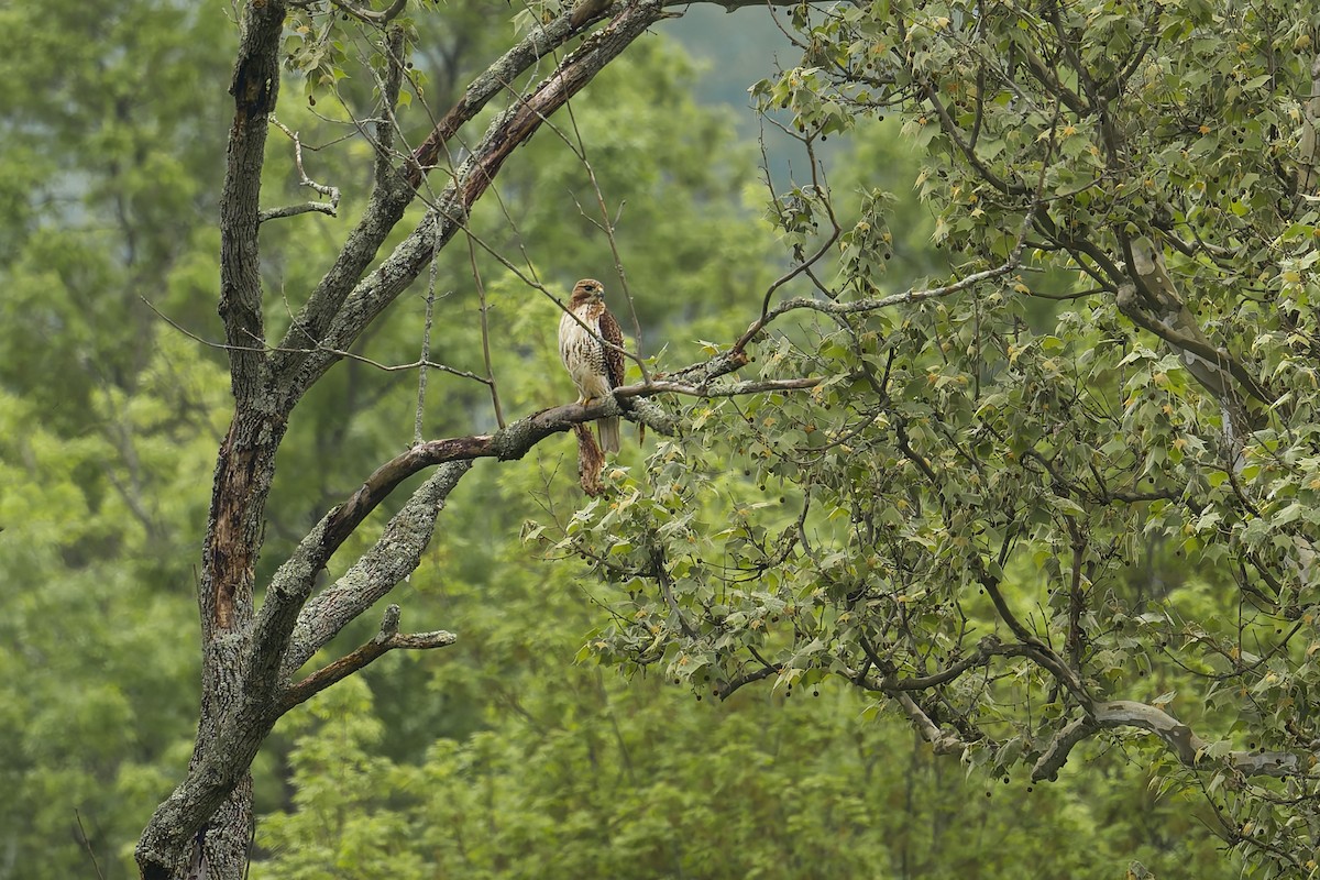 Red-tailed Hawk - ML619696790