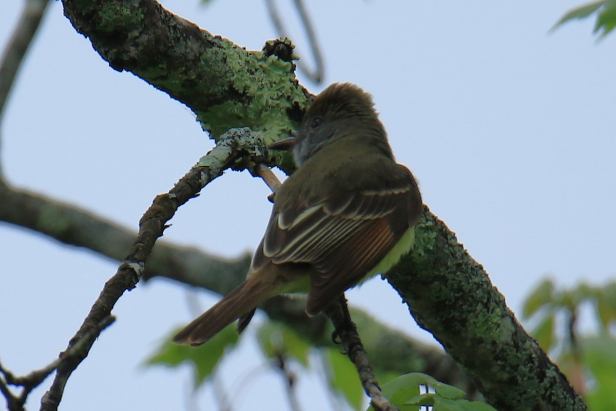 Great Crested Flycatcher - ML619696793