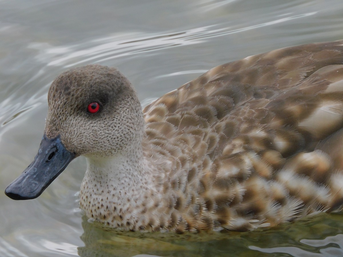 Crested Duck - ML619696806
