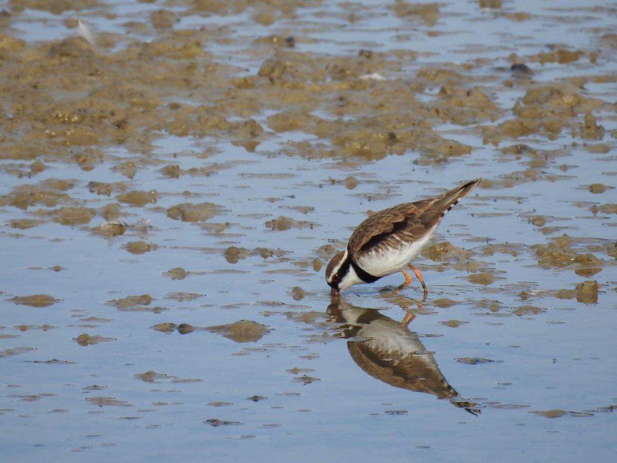 Red-kneed Dotterel - ML619696823