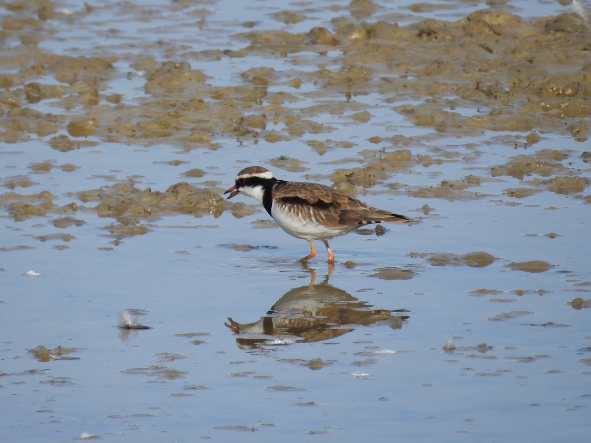 Red-kneed Dotterel - ML619696824