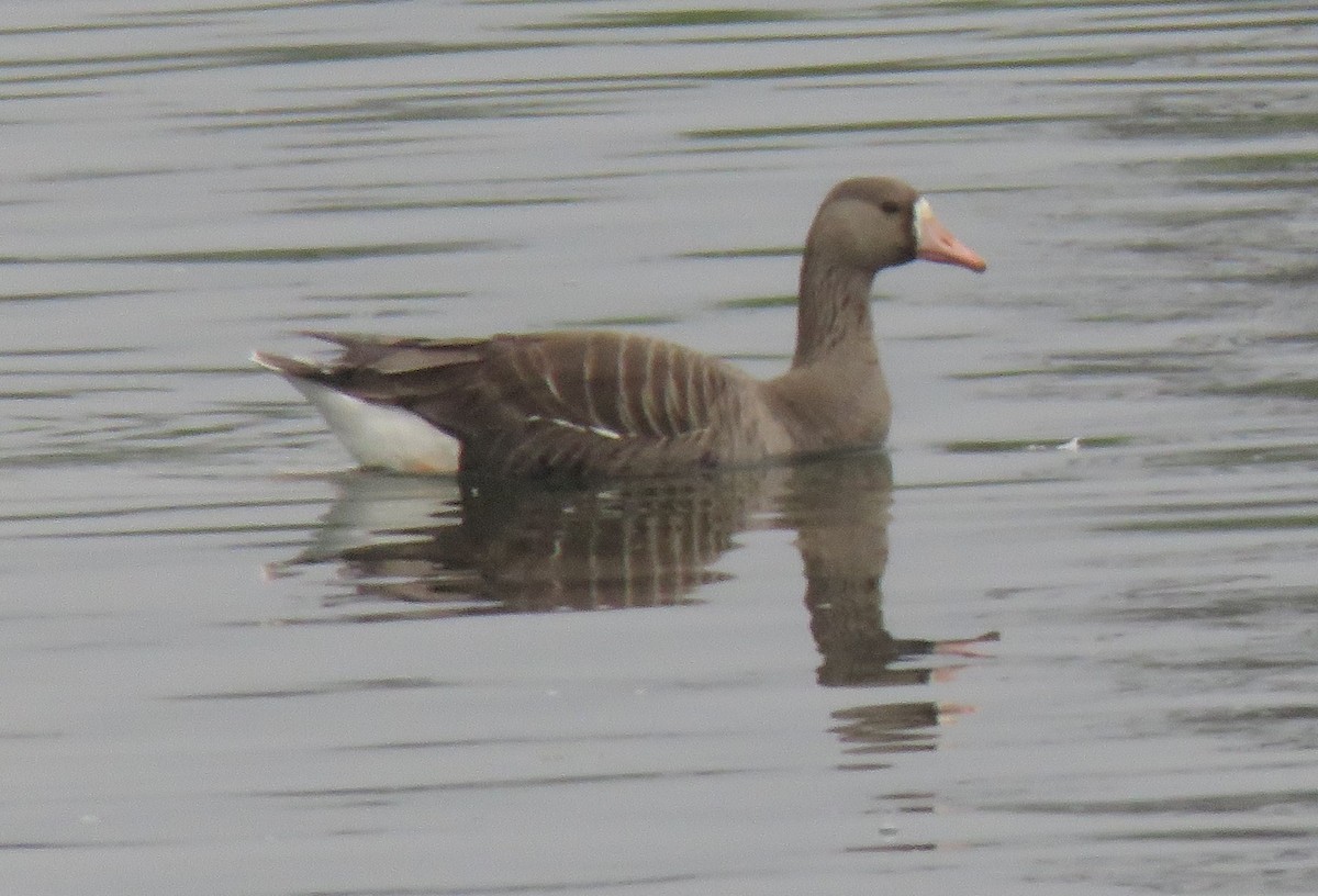 Greater White-fronted Goose - ML619696860