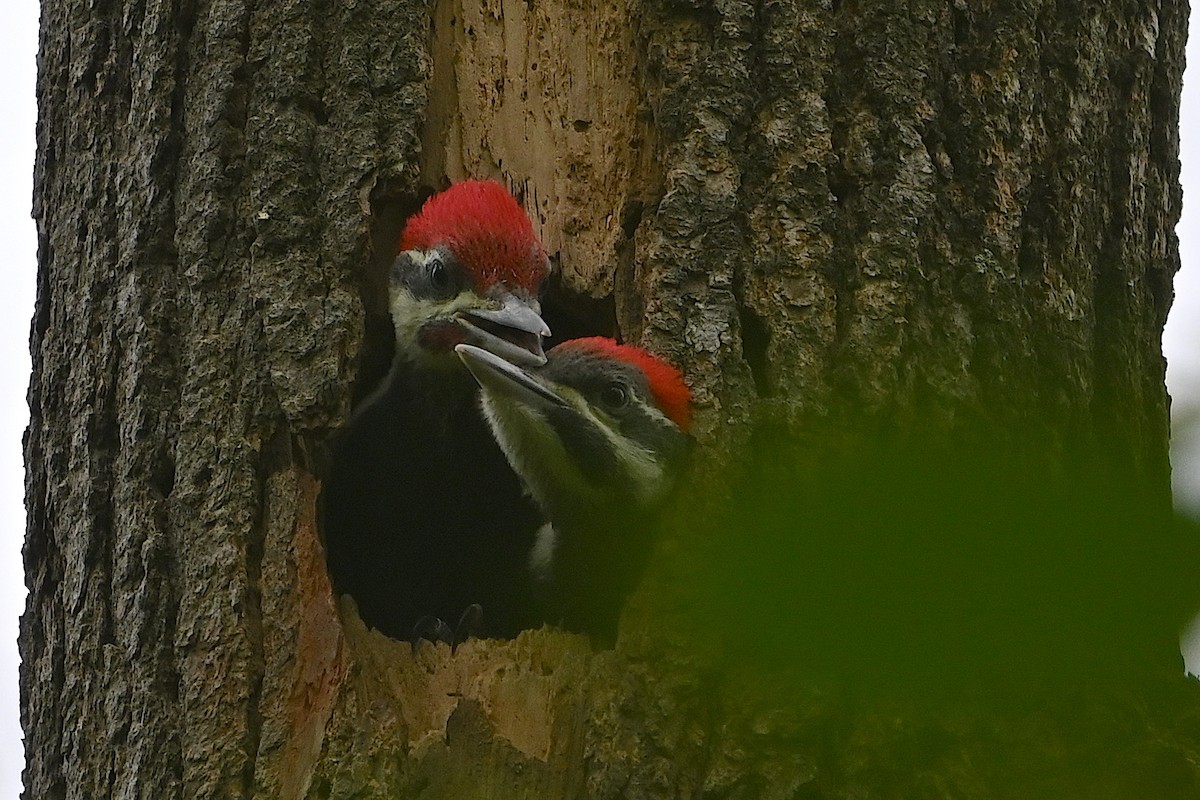 Pileated Woodpecker - ML619696861