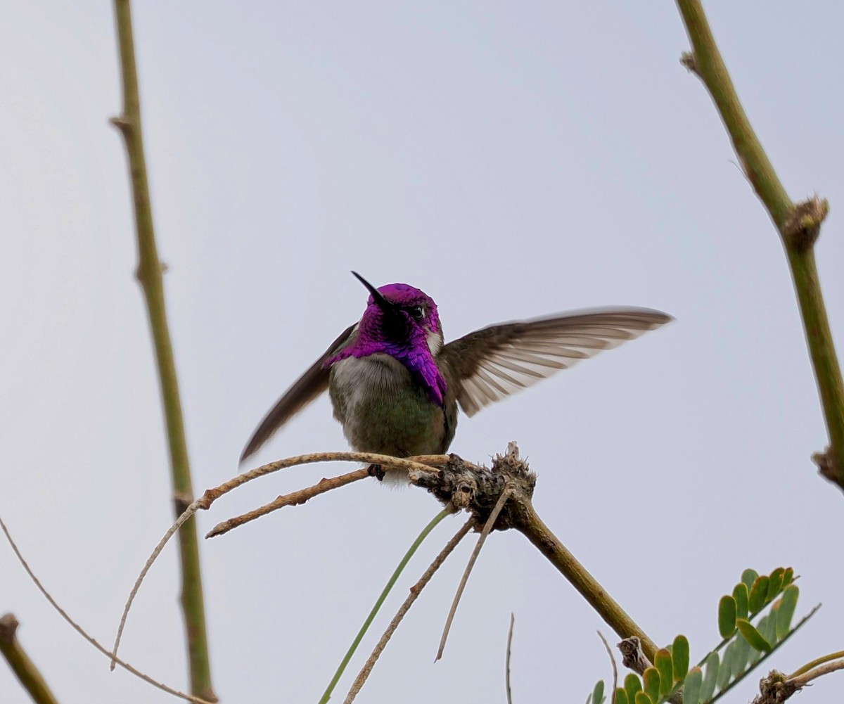 Costa's Hummingbird - ML619696871