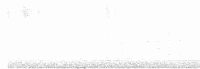 svartkronestylteløper (knudseni) - ML619696898