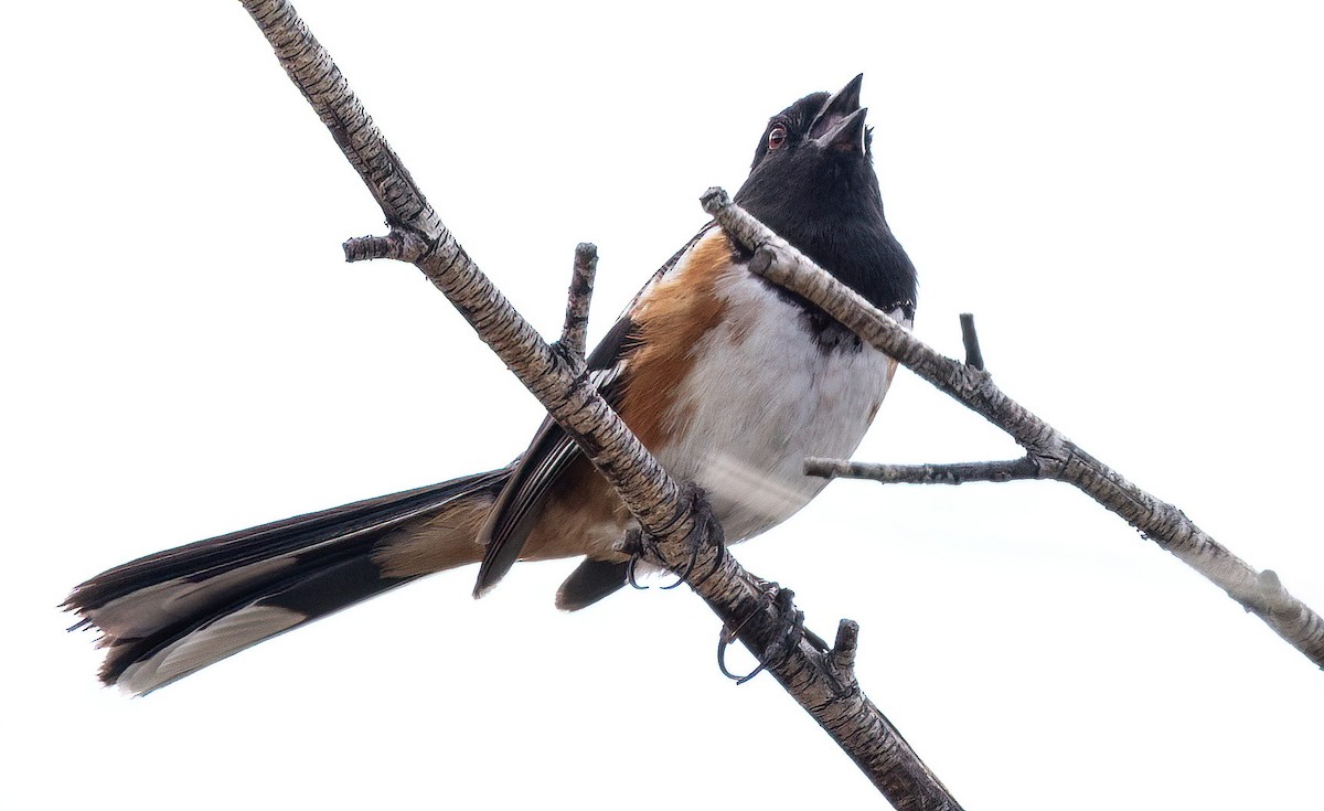 Spotted Towhee - ML619696905