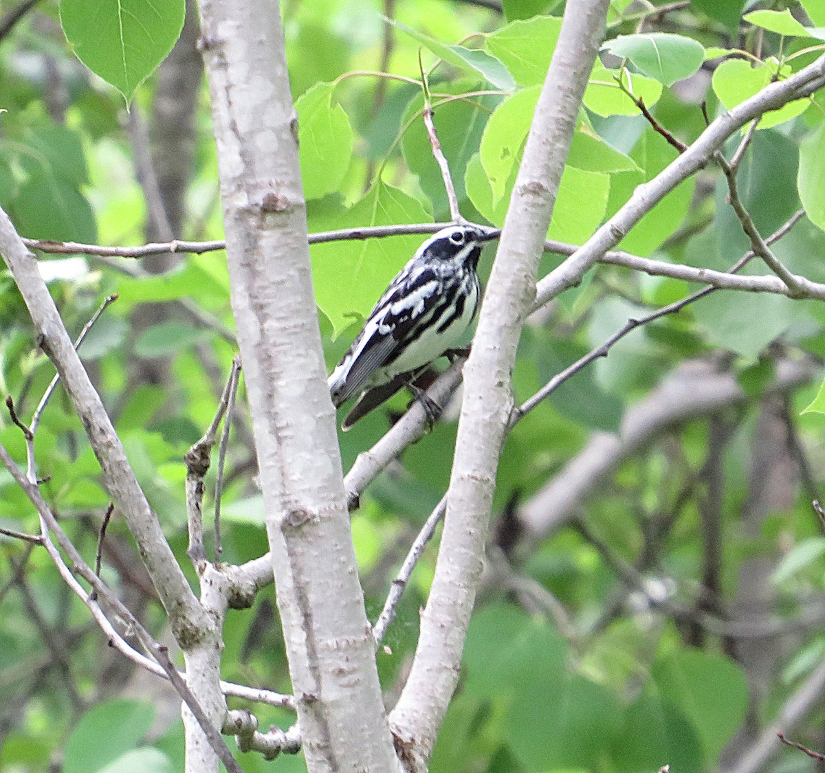 Black-and-white Warbler - ML619696949