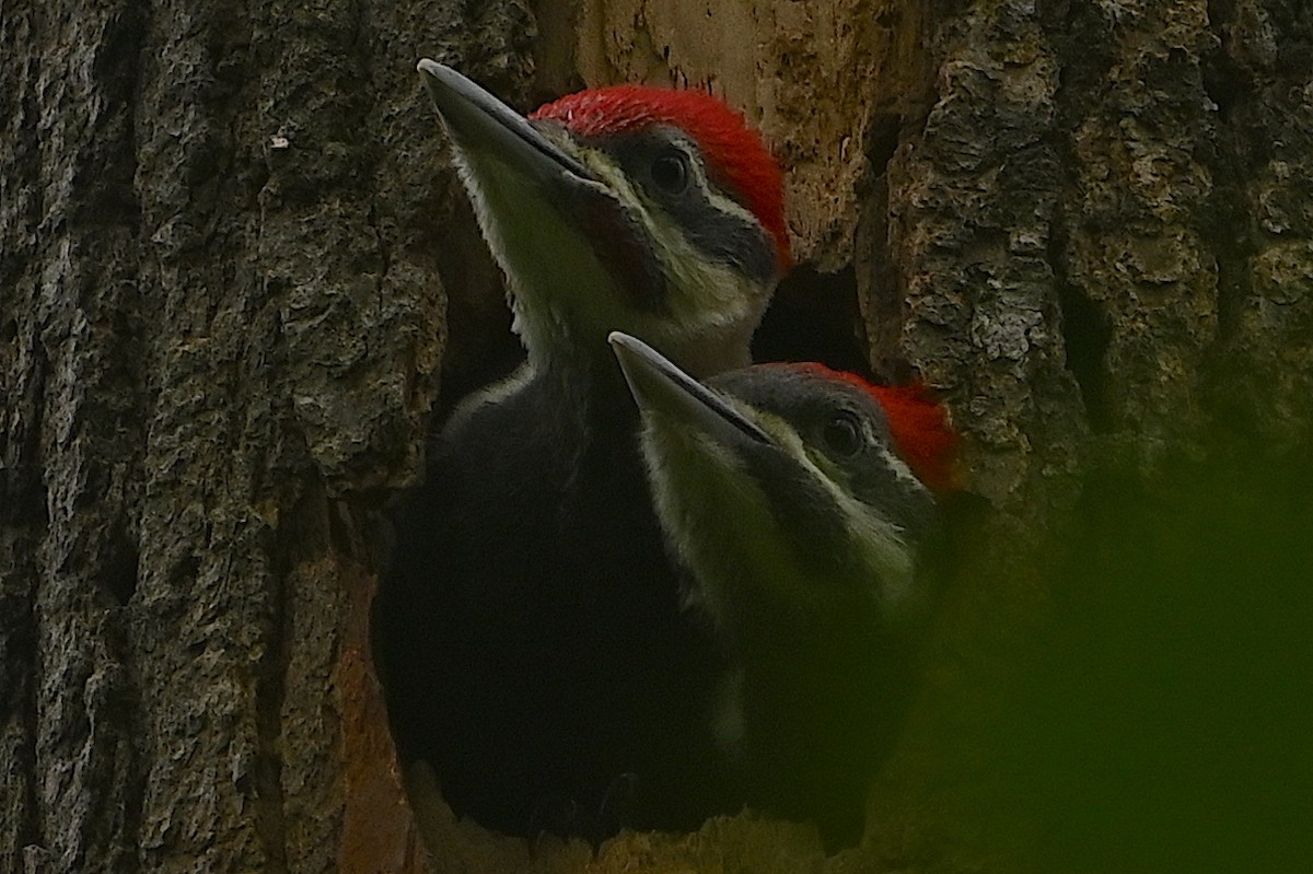 Pileated Woodpecker - ML619696951
