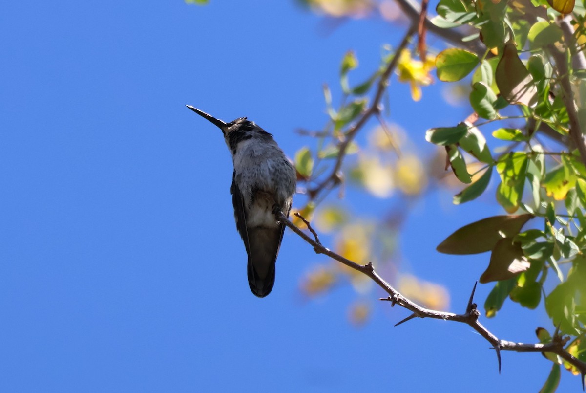 Costa's Hummingbird - ML619696980