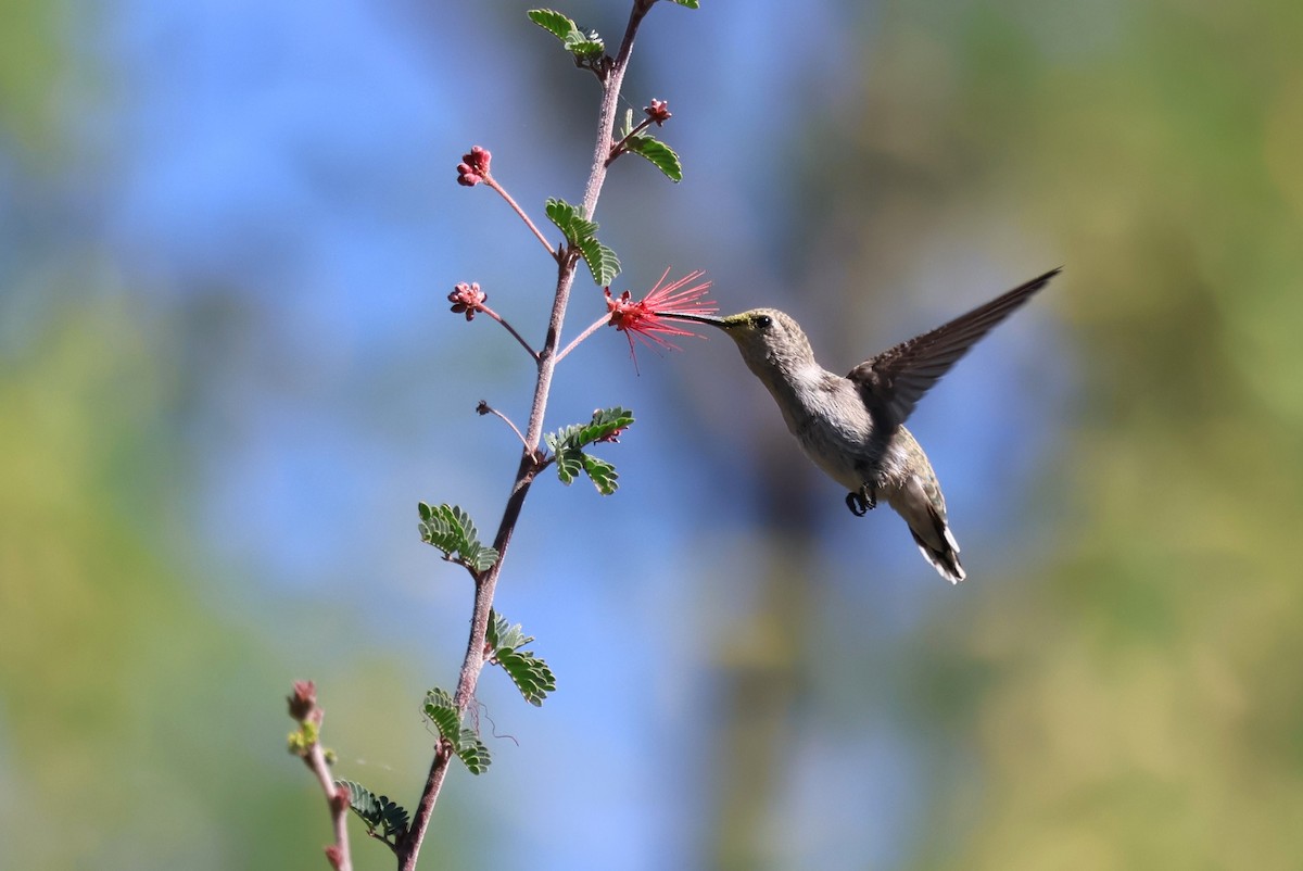 Costa's Hummingbird - ML619696981