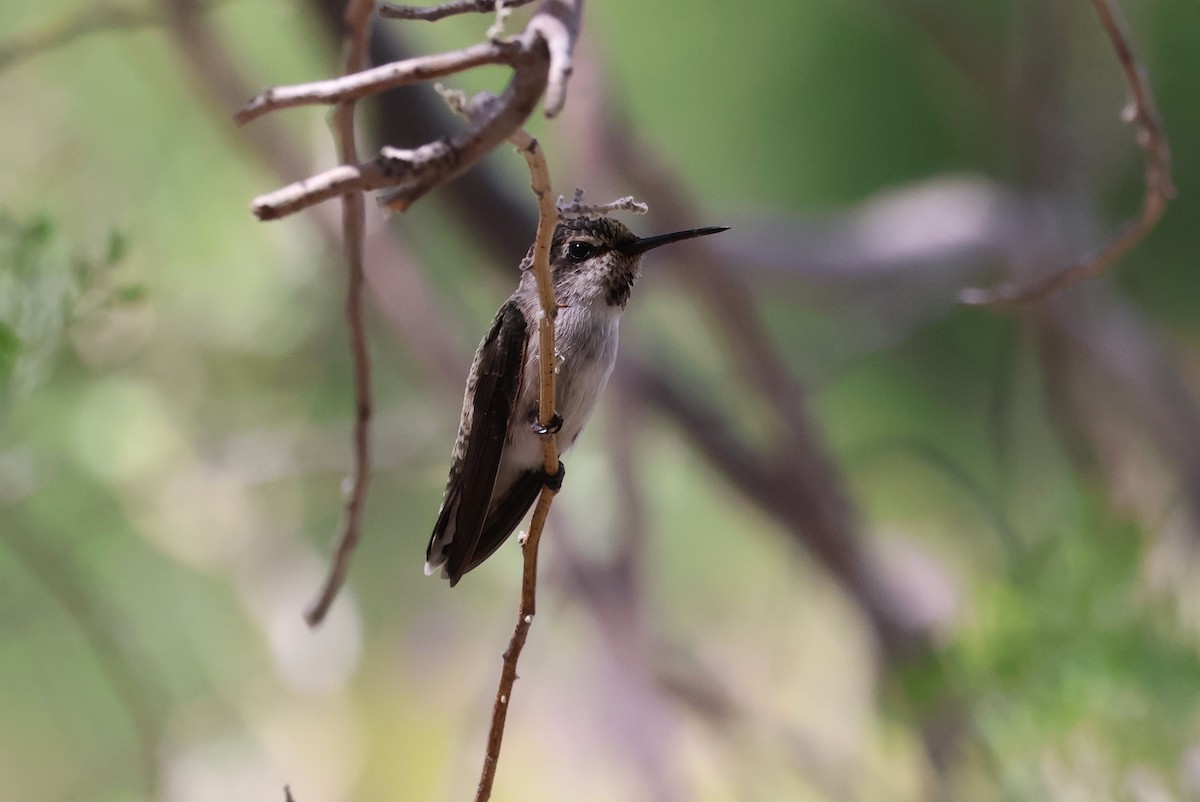 Costa's Hummingbird - ML619696982