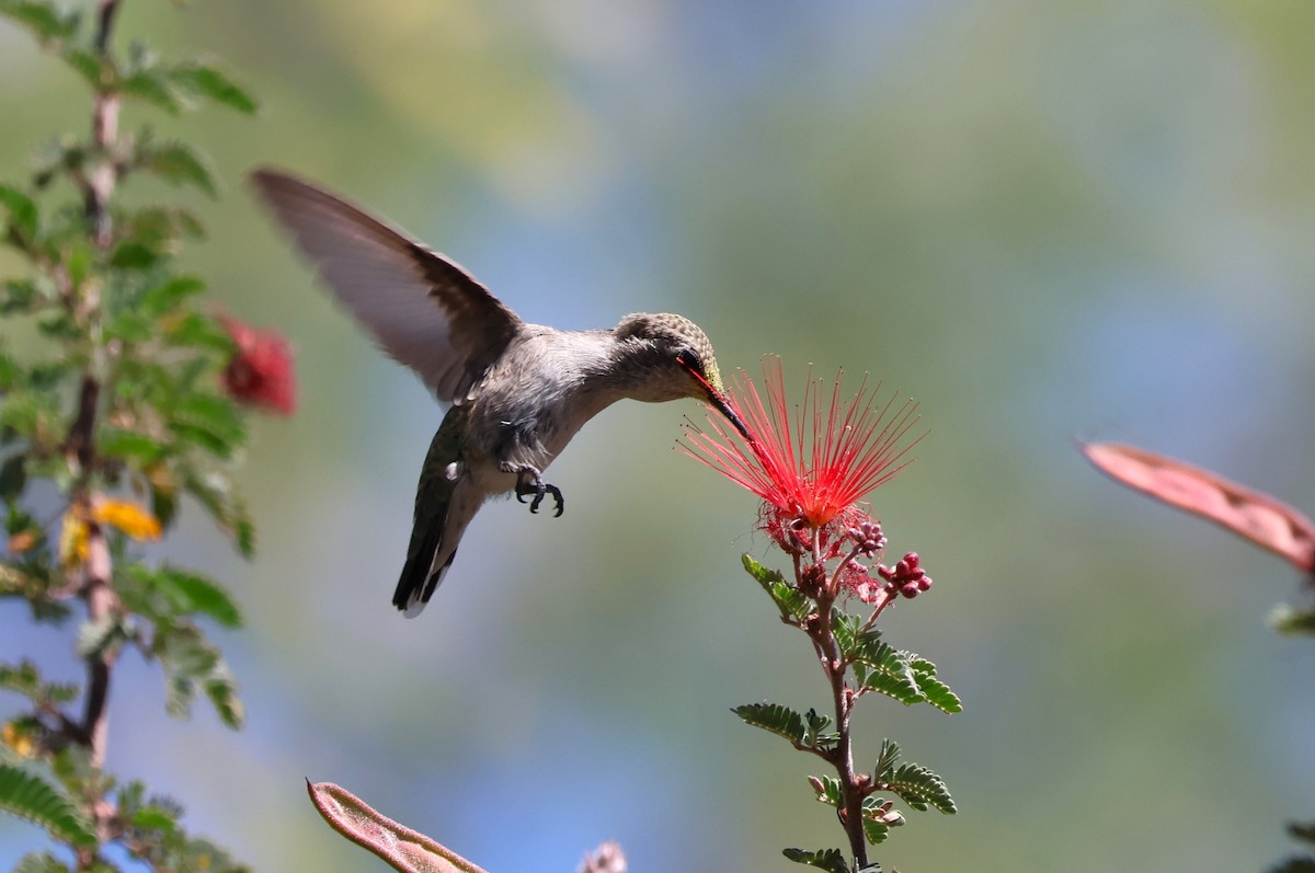 Costa's Hummingbird - ML619696983