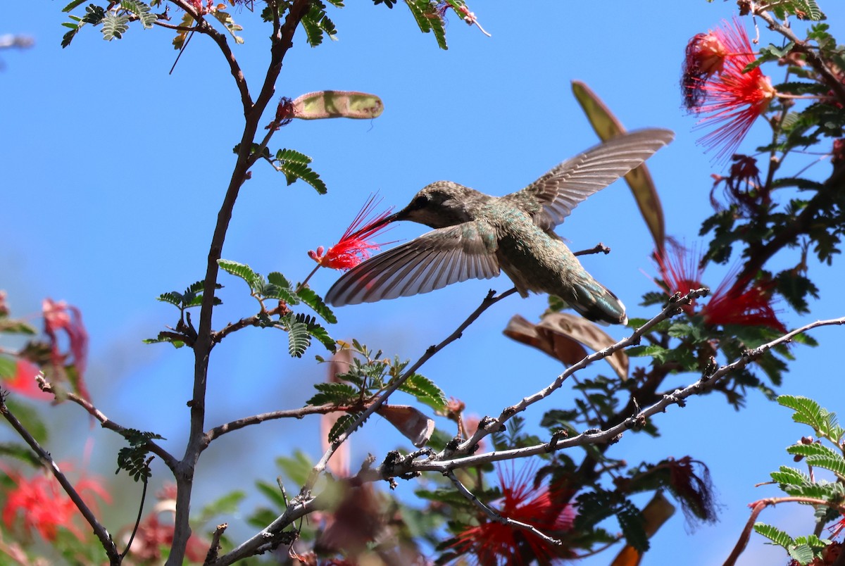 Costa's Hummingbird - ML619696984
