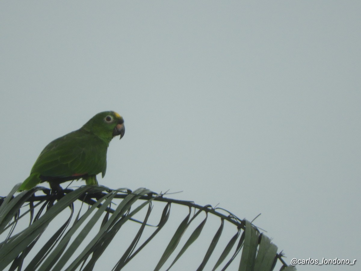 Yellow-crowned Parrot - ML619696987