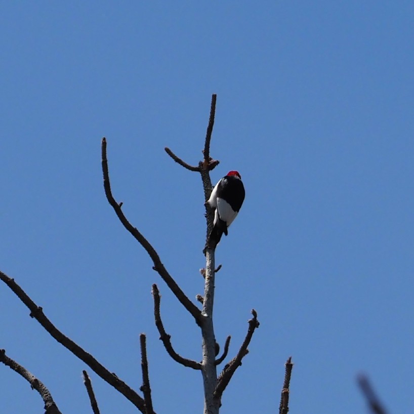 Red-headed Woodpecker - ML619696990