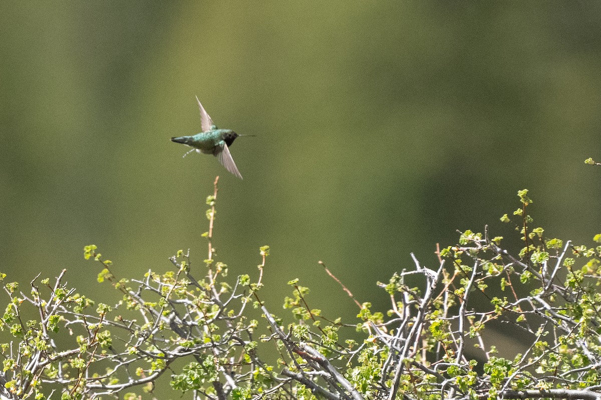 Broad-tailed Hummingbird - ML619697044