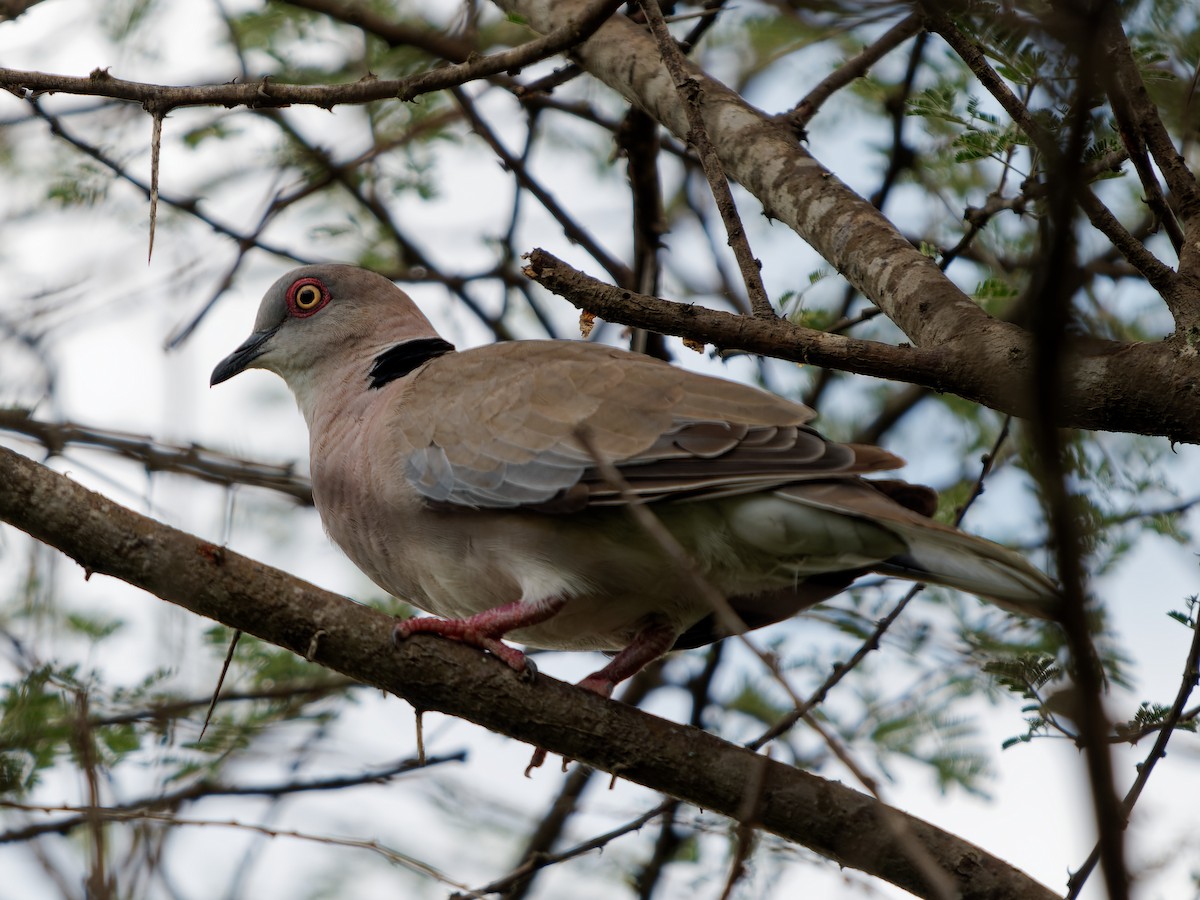 Mourning Collared-Dove - ML619697118