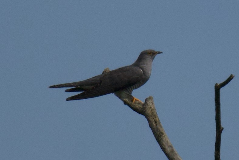 Common Cuckoo - ML619697144