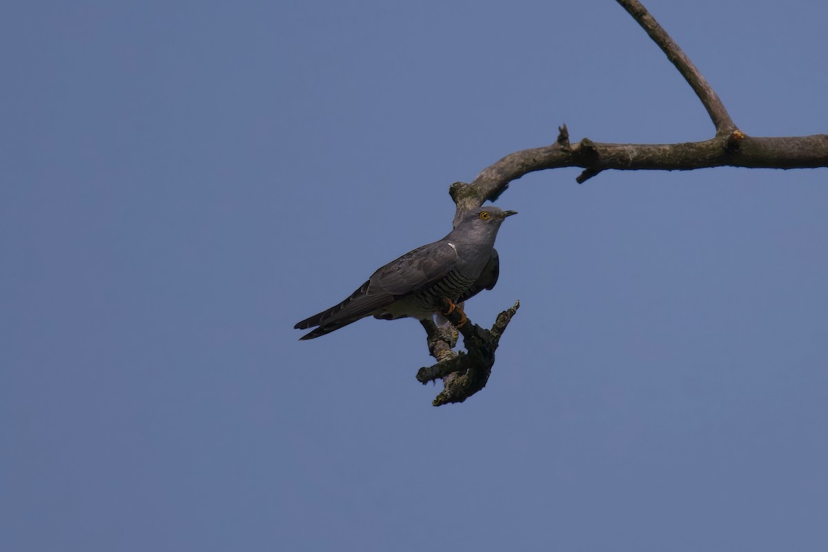 Common Cuckoo - ML619697145