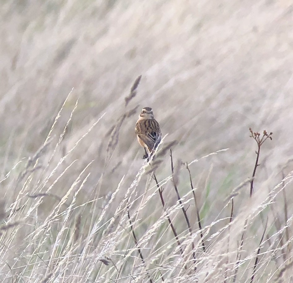 Whinchat - ML619697149