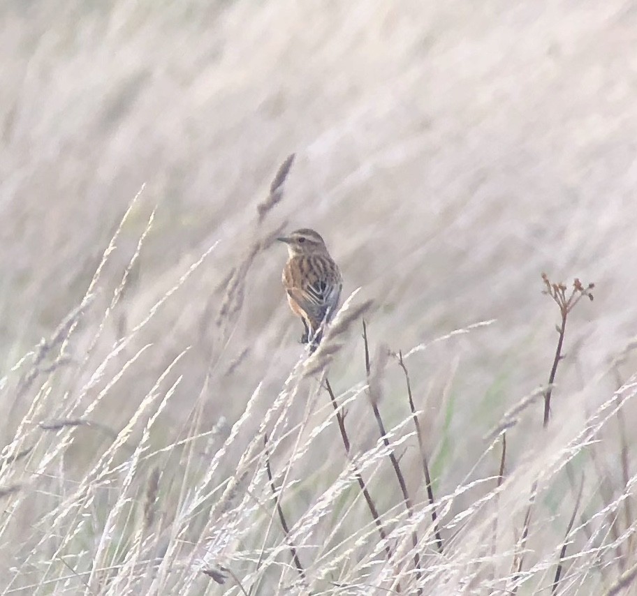 Whinchat - ML619697150
