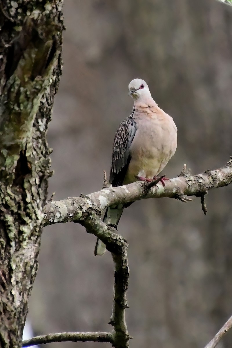 Spotted Dove - ML619697177