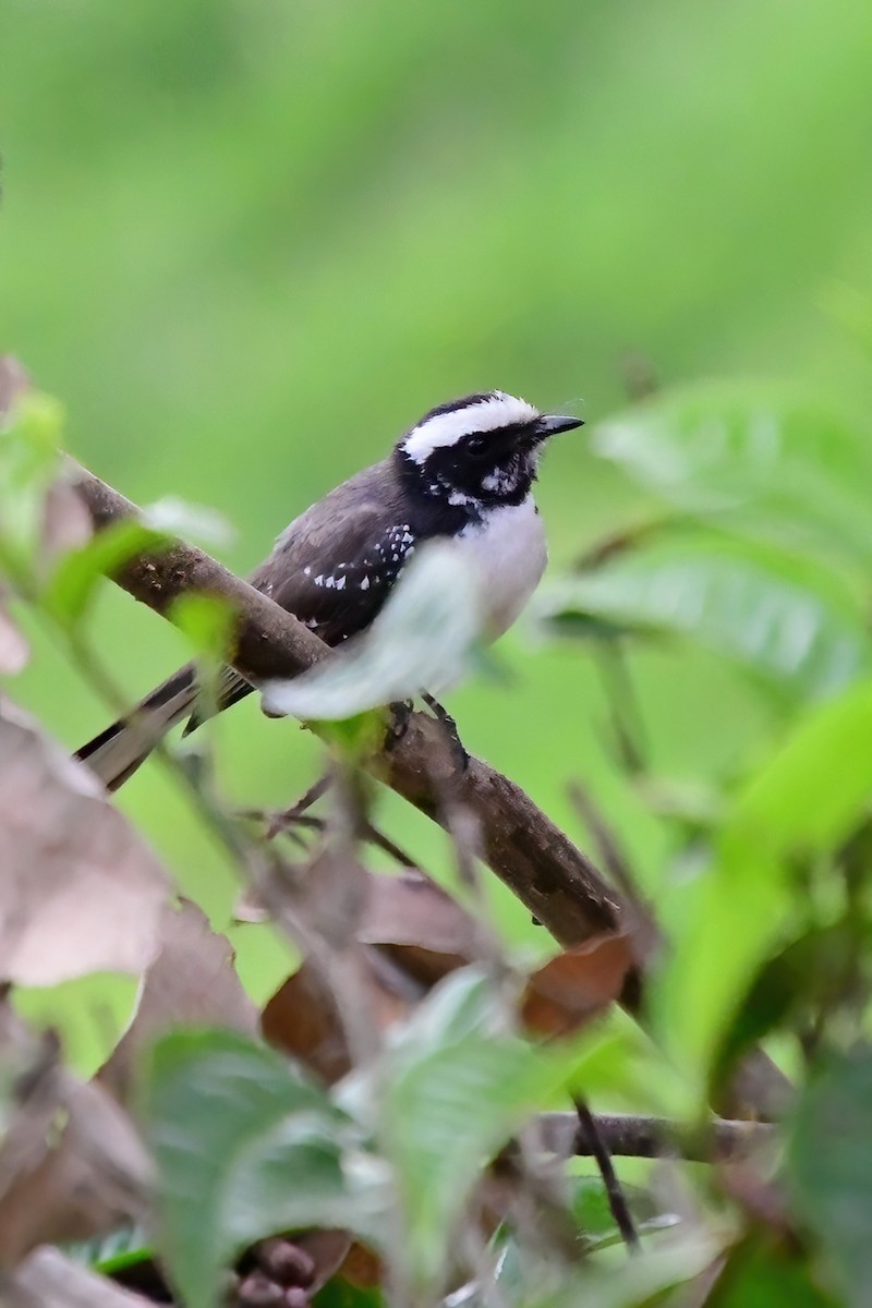 White-browed Fantail - ML619697187