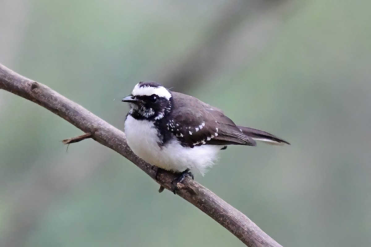 White-browed Fantail - ML619697188