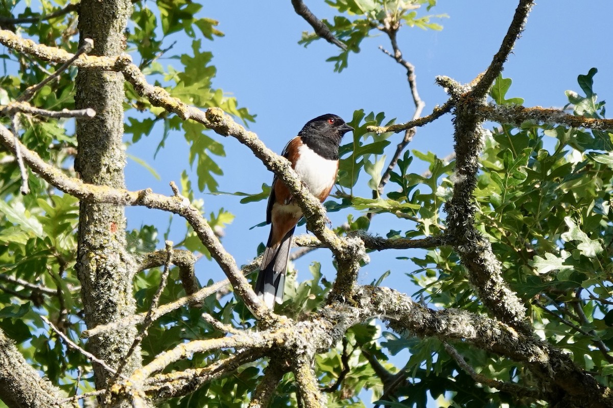 Spotted Towhee - ML619697190