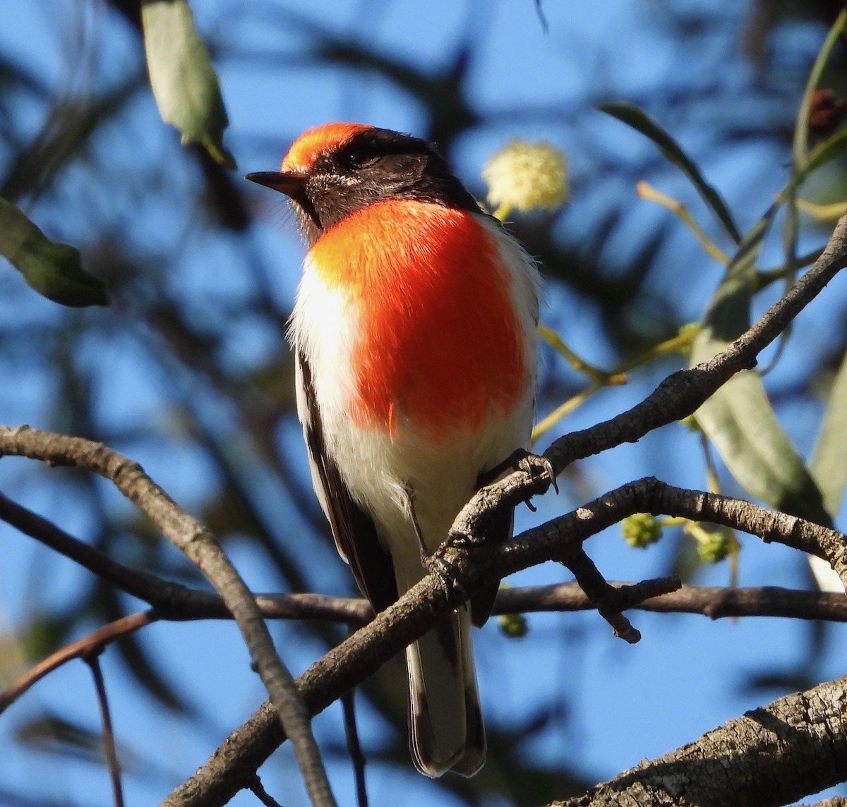 Red-capped Robin - ML619697197