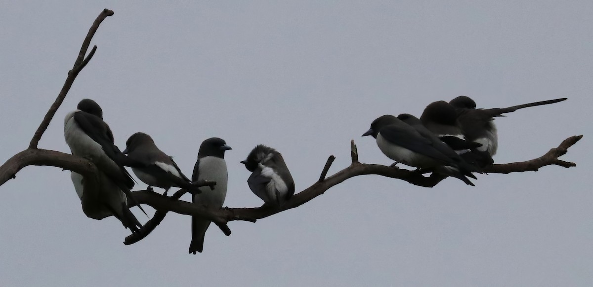 White-breasted Woodswallow - ML619697221