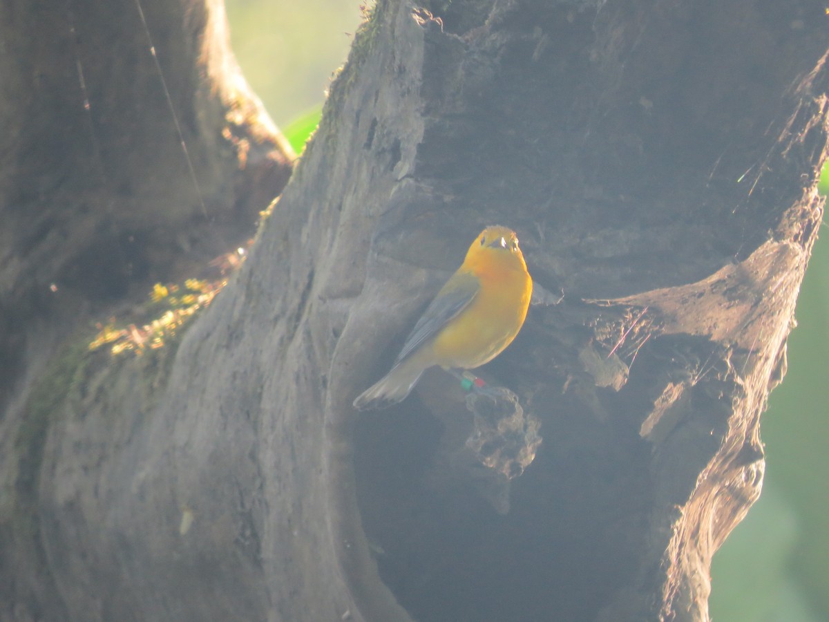 Prothonotary Warbler - ML619697225