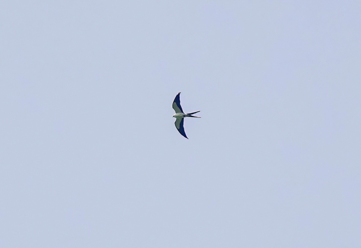 Swallow-tailed Kite - ML619697250