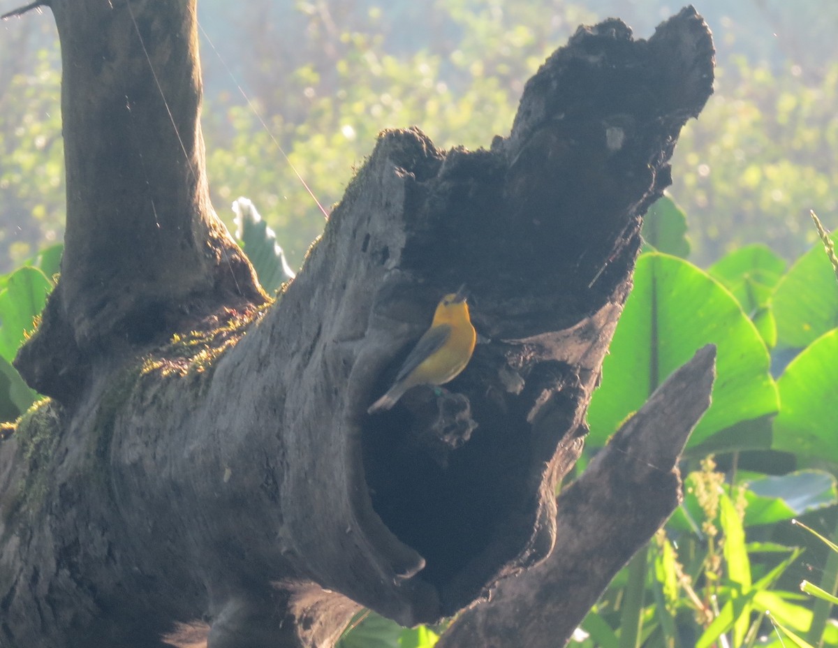 Prothonotary Warbler - ML619697262