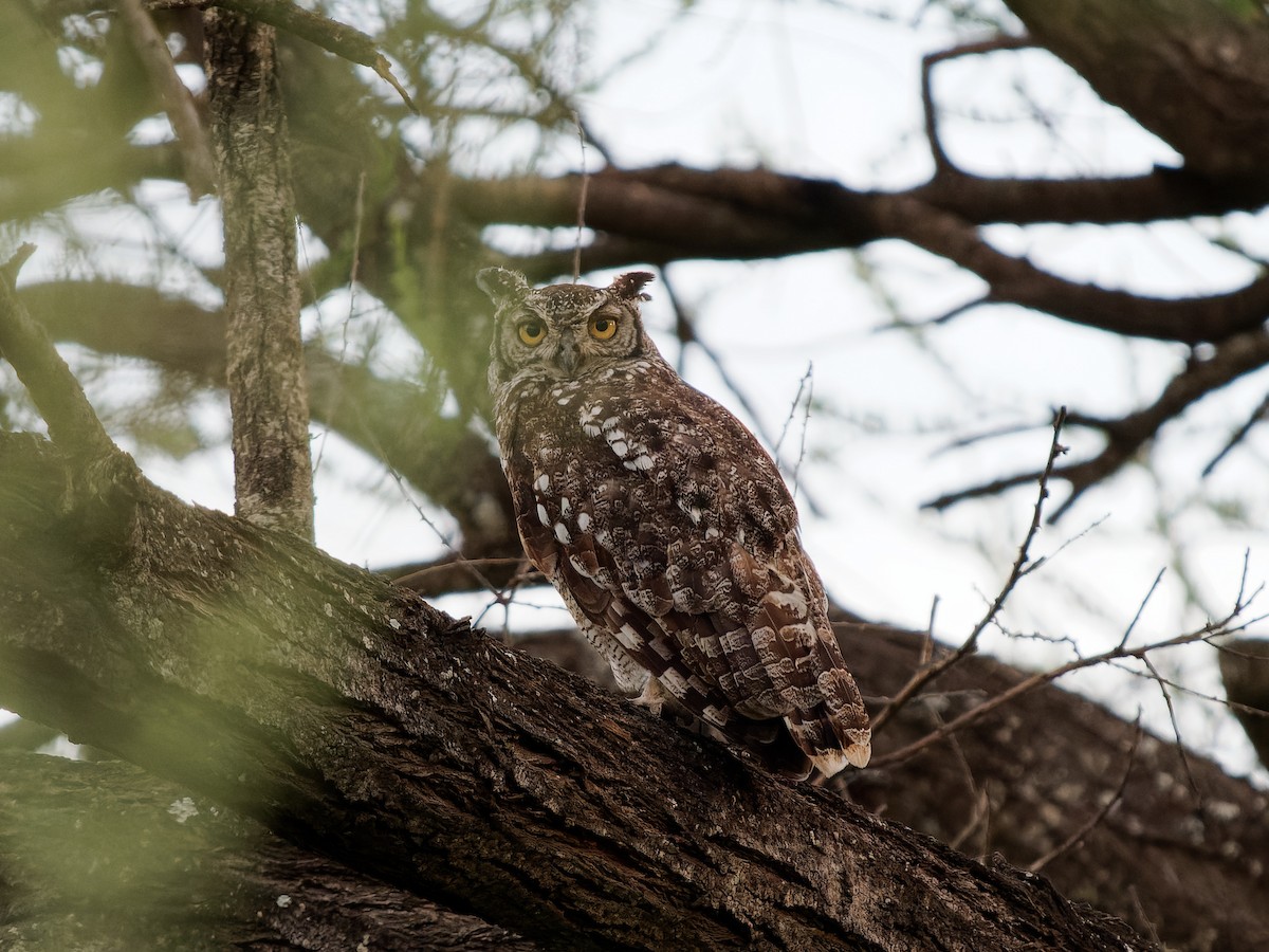 Spotted Eagle-Owl - ML619697291