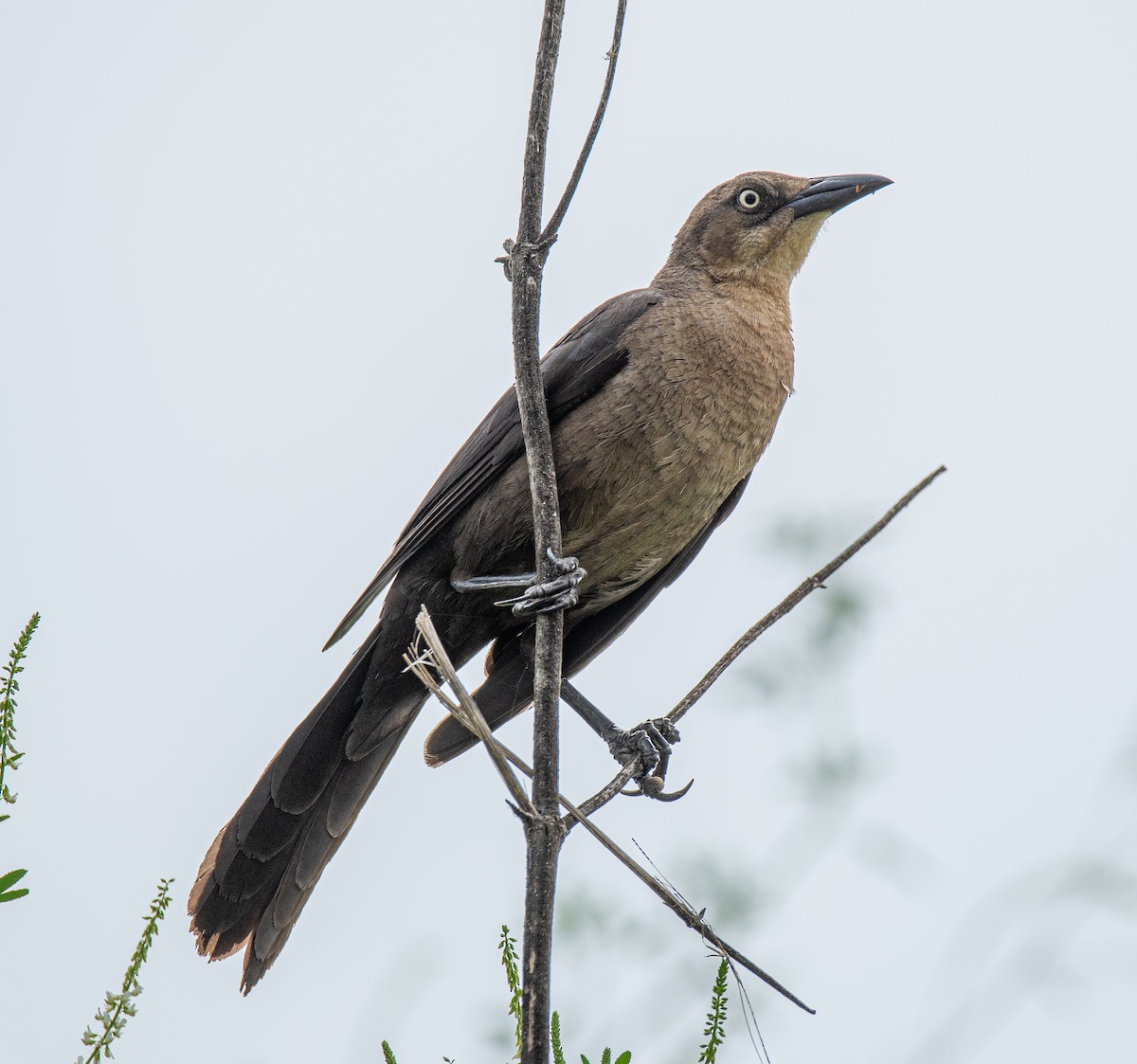 Great-tailed Grackle - ML619697303