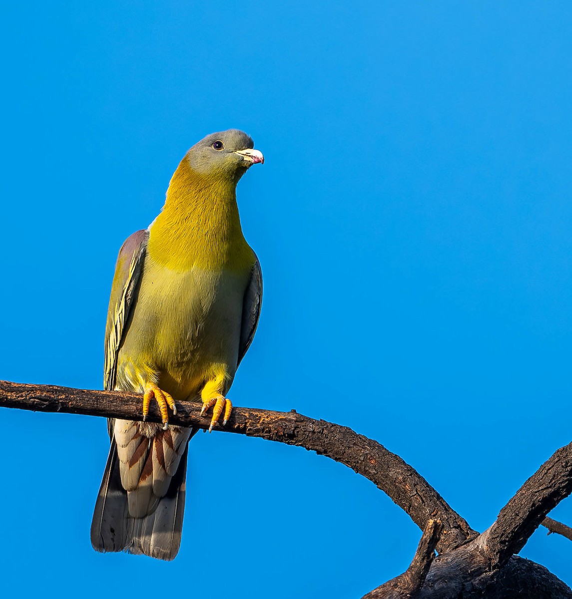 Yellow-footed Green-Pigeon - ML619697321