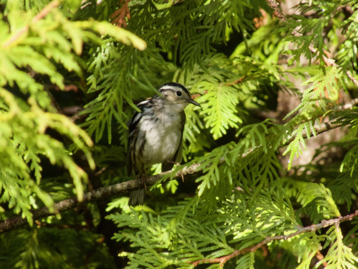 Black-and-white Warbler - ML619697322
