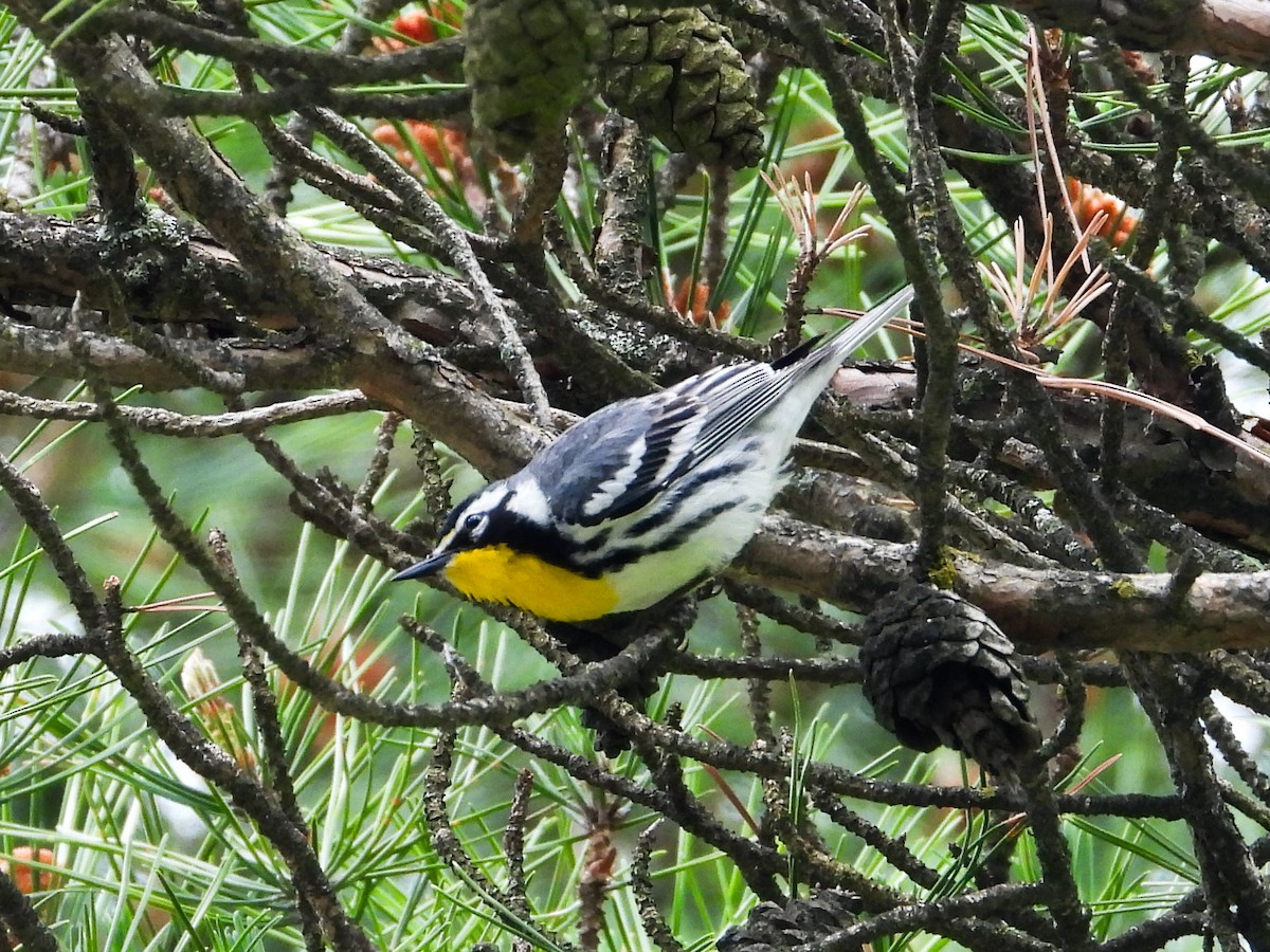 Yellow-throated Warbler - ML619697338