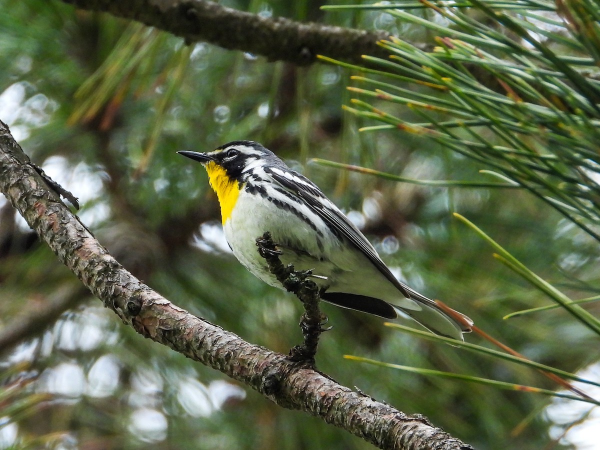 Yellow-throated Warbler - ML619697339