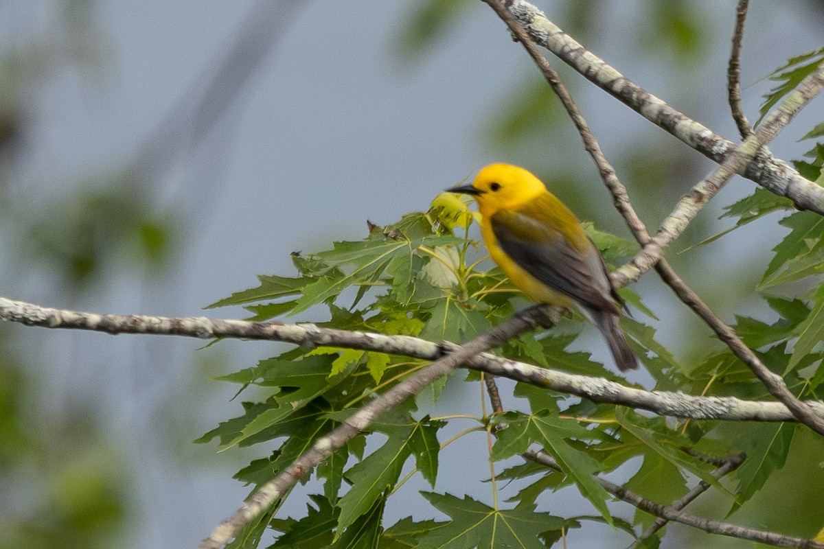 Prothonotary Warbler - ML619697359