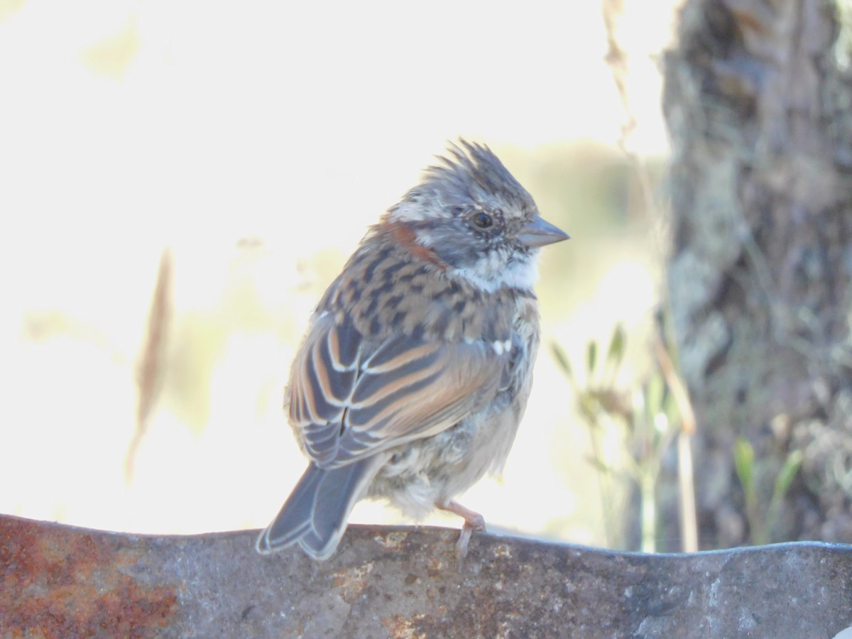Rufous-collared Sparrow - ML619697363