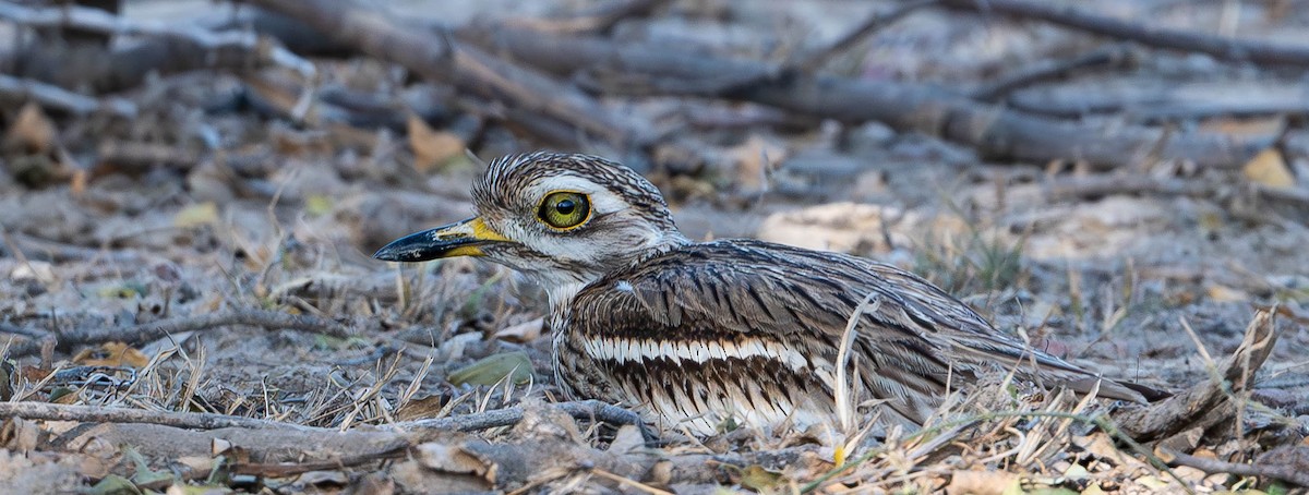 Indian Thick-knee - ML619697406