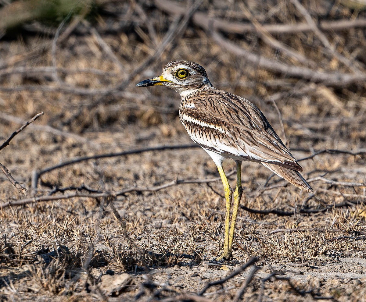 Indian Thick-knee - ML619697408