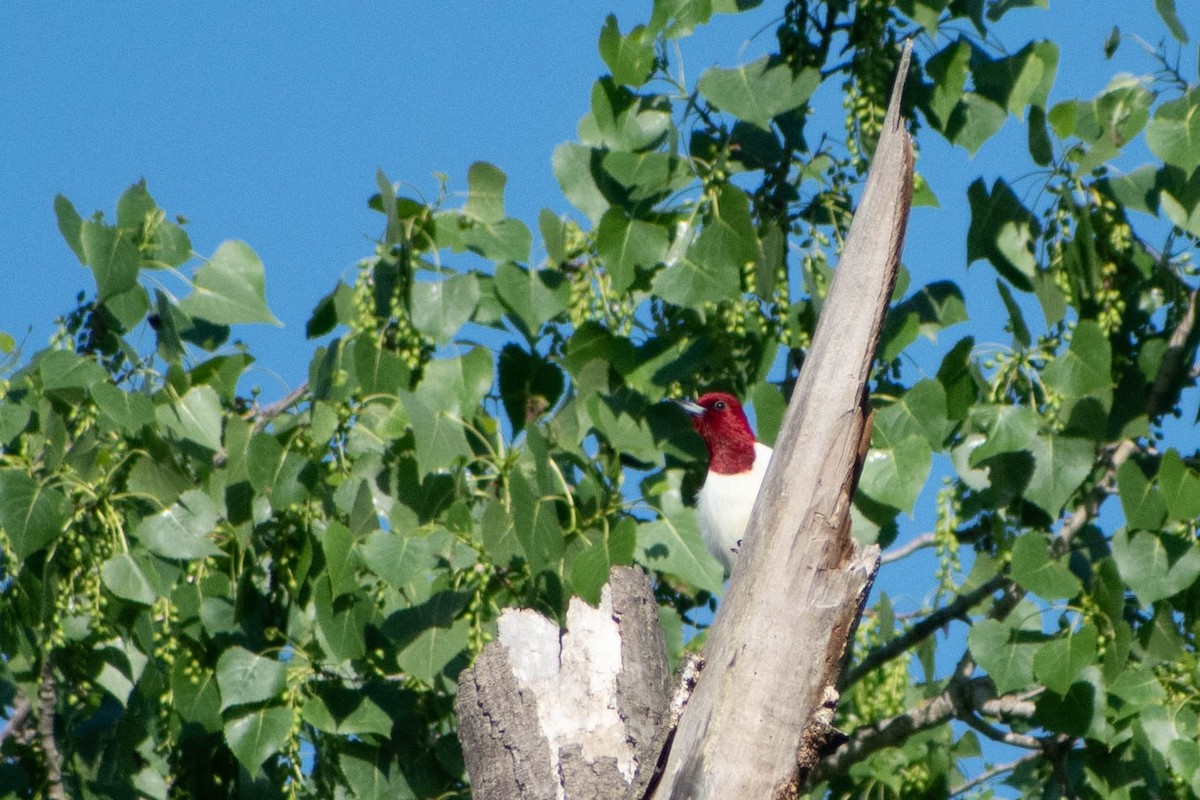 Red-headed Woodpecker - ML619697413