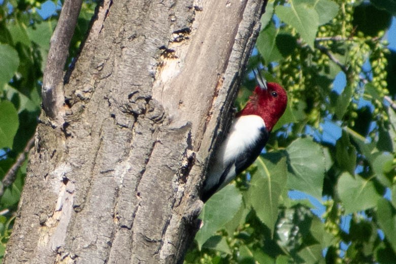 Red-headed Woodpecker - ML619697414