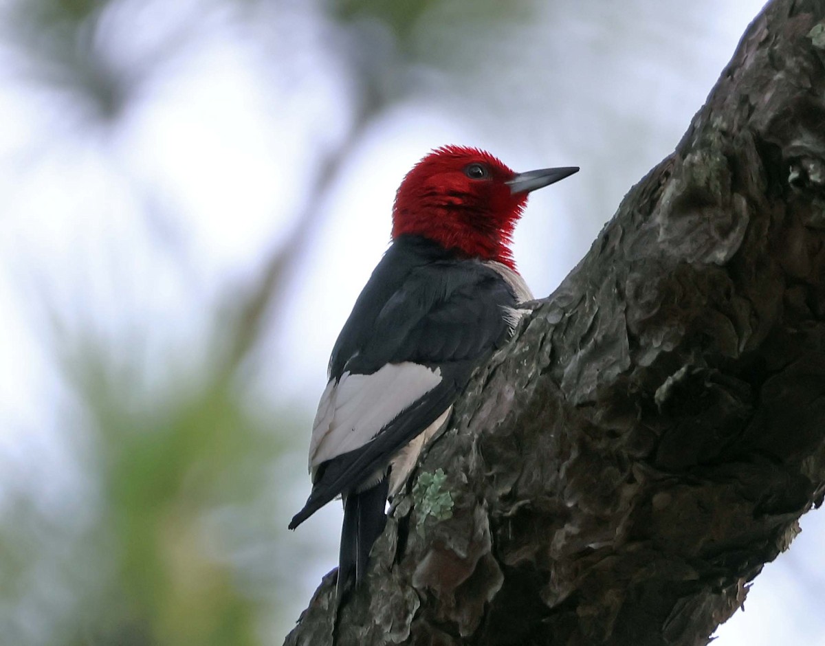 Red-headed Woodpecker - ML619697506