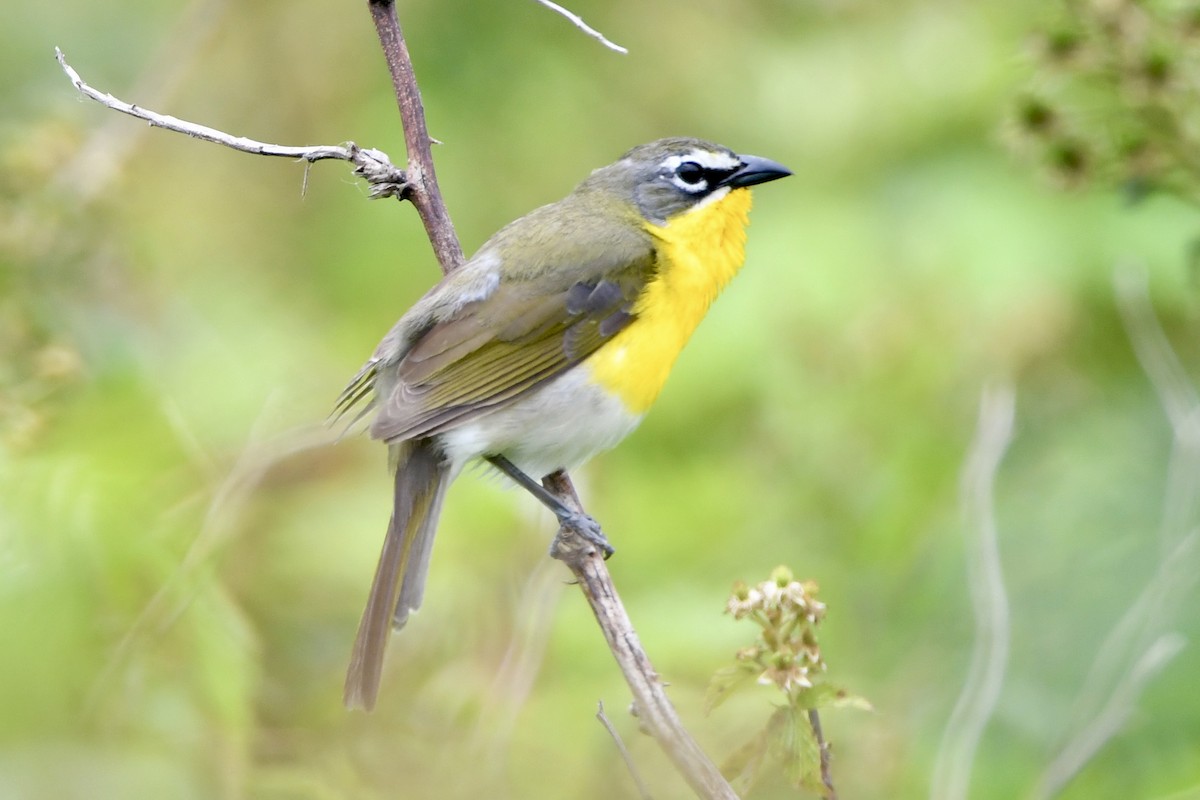Yellow-breasted Chat - ML619697543